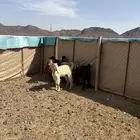 تيوس العدد 5 معها جفره مخاصي