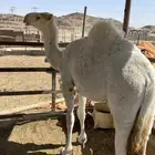 قعود قصب لباني