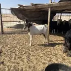 للبيع تيس بورقوت ثني مشروط شرط وطيبب ومنتج