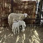 نعجه صفراء متبع