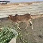 عدد اربعة عجول للبيع ( تم  البيع)