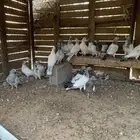 فراخة حمام هندي طبات