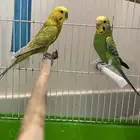 روز و بادجي