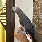 ببغاء كاسكو متكلم