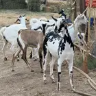 جفار بيشيات