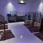فندقه كلاب وقطط