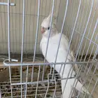 بغبغاء كروان