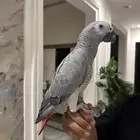 فرخ كاسكو محجل اليف متكلم