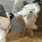 للبيع طقم دجاج براهما كولمبي كونك فاخر