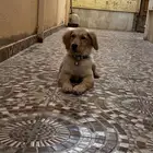 جرو جولدن ريتريفر golden retriever