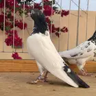 للبيع زوج تيدي سخي