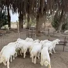 طليان نظيفة ومقفله شحم واطراف