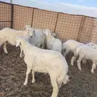 خرفان حريات تم البيع الله يبارك له