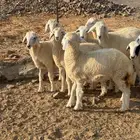 عرض وبيع 7 رخال مقفله شحم ولحم