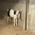 تيس للليع حسب الصوره