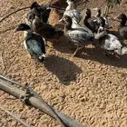 بط بح