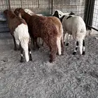 طليان سواكن تم البيع