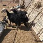 غنم نجد للبيع تم البيع خارج الموقع تم البيع الله يبارك لراعي