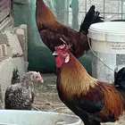 ديوك بلادي طيبه