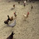 دجاج قريب بييض عمره 8 شهور