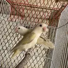 روز ازواج منتجه