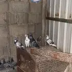 عشة حمام خليط هندي وزاجل مطير شرط للصاقره