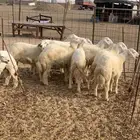 حري ذبايح ثلاجه طليان ذبائح مناسبات يوجد صلخ وتوصيل