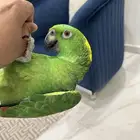 يلوناب امزوني اليف متكلم