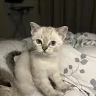 قطه سكوتش للبيع