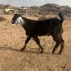 مشروع فحل احو عمرة من3الى 4