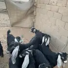 تيوس