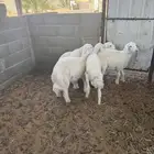 هرفي حري فاخر