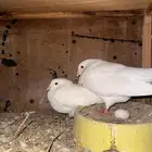 لواحم علا الشرط انتاج