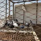 حمام للبيع