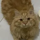 قط شيرازي لتبني