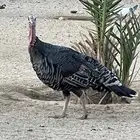 دجاج رومي منتج