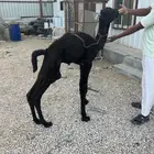 حوار شرط طيب حليب