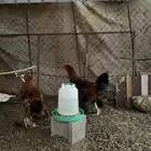 دجاج للبيع بلدي وديوك براهما