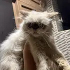 قط للتبني أليف مرة و جميل