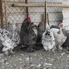 دجاج براهما