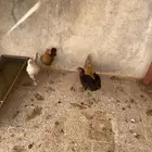 دجاج للبيع بلدي