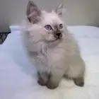 قط ذكر للبيع