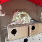 كروان للبيع