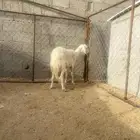 نعجه مسوي طري دافع شرط صفرا