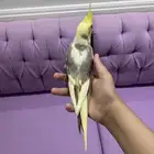 طير كروان هدد