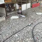 دجاج رومي بياض