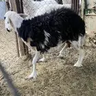 نعجه حايل سمين