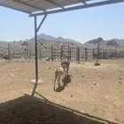حماره انثاء مع ولده للبيع .