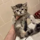 قط صغير ذكر سكوتش ستريت بيور تايجر للبيع