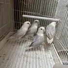 البيع روز ذكور معندهم عض